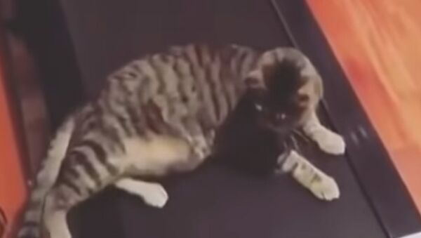 Попытки кота лечь на беговую дорожку рассмешили соцсети. Видео - Sputnik Кыргызстан