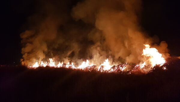 Пожар сухотравия на территории МП Зеленхоз в Бишкеке - Sputnik Кыргызстан