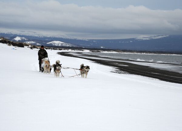 Упряжка ездовых собак на острове Кунашир - Sputnik Кыргызстан