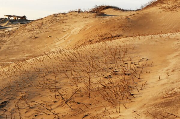 Курильский шиповник на песчаной дюне на острове Кунашир - Sputnik Кыргызстан