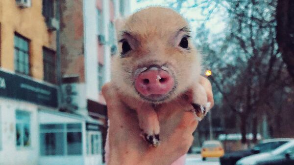 Карликовая свинья стала популярнее многих людей в Instagram — забавное видео - Sputnik Кыргызстан