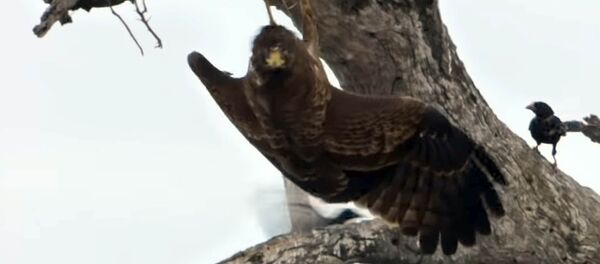 Птенец вырвался из когтей ястреба, но его ждала страшная учесть. Видео - Sputnik Кыргызстан