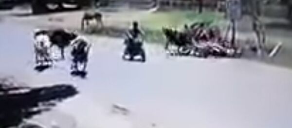 Кунг-фу-корова ударом ног сбила мотоциклистку — видео - Sputnik Кыргызстан