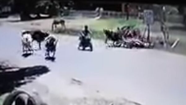Кунг-фу-корова ударом ног сбила мотоциклистку — видео - Sputnik Кыргызстан