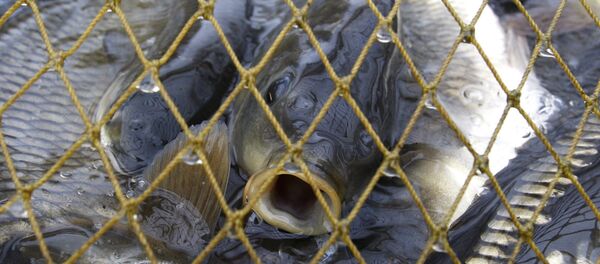 Отлов рыбы в рыбном хозяйстве. Архивное фото - Sputnik Кыргызстан