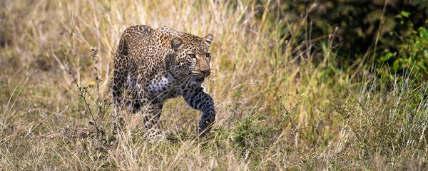 Леопард. Архивное фото - Sputnik Кыргызстан