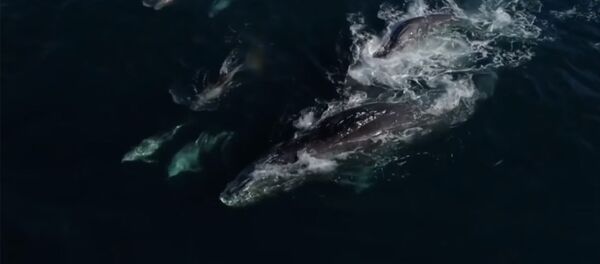 Серые киты создают радугу в океане — необычное видео - Sputnik Кыргызстан
