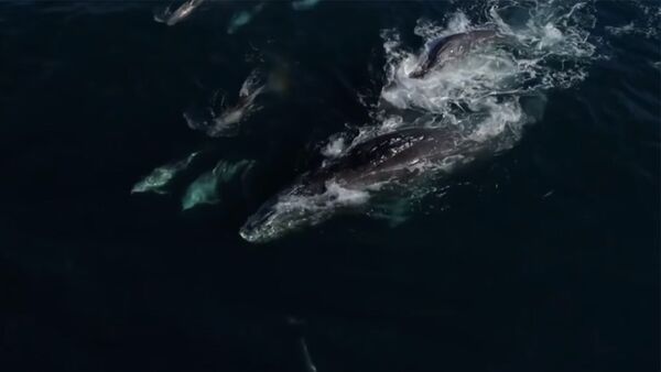 Серые киты создают радугу в океане — необычное видео - Sputnik Кыргызстан