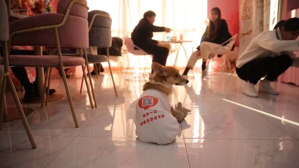 Собаки работают официантами в одном из кафе Китая — забавное видео - Sputnik Кыргызстан