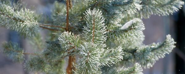 Парк на Крестовском острове в Санкт-Петербурге - Sputnik Кыргызстан