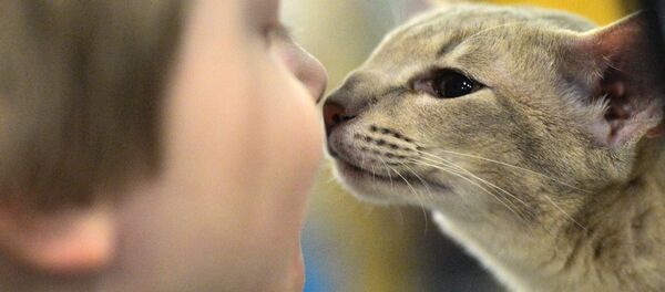 Международная выставка кошек Кэтсбург Международная выставка кошек Кэтсбург - Sputnik Кыргызстан