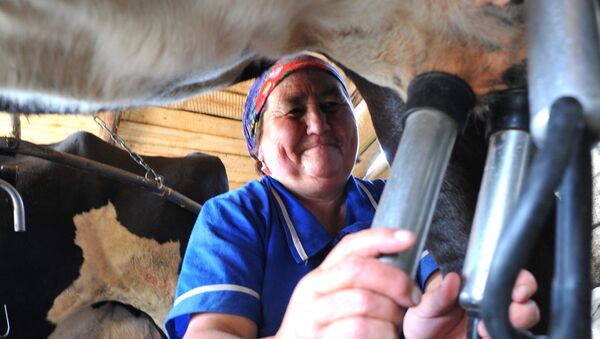 Работа полевой молочной фермы СПК Ташкиново - Sputnik Кыргызстан
