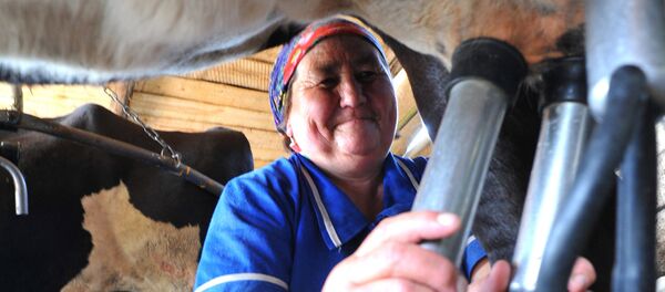 Работа полевой молочной фермы СПК Ташкиново - Sputnik Кыргызстан