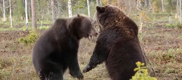 Свирепый бой громадных бурых медведей сняли на видео Свирепый бой громадных бурых медведей сняли на видео - Sputnik Кыргызстан