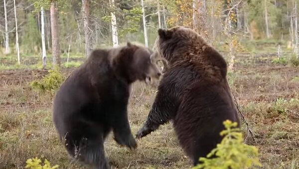 Свирепый бой громадных бурых медведей сняли на видео - Sputnik Кыргызстан