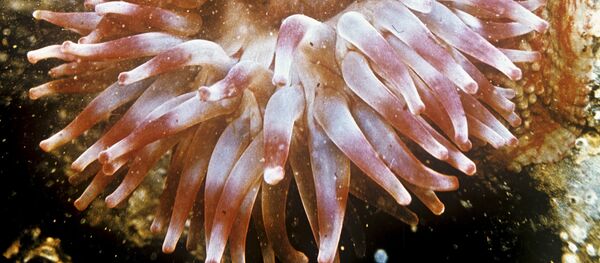 Индийский океан - Sputnik Кыргызстан