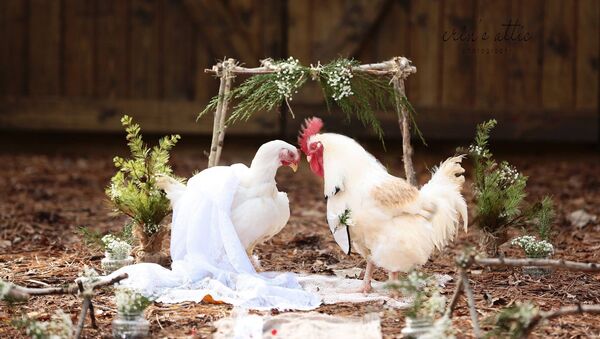 В американском штате Джорджия фотограф Эрин Бэнкстон устроила свадьбу петуха и курицы - Sputnik Кыргызстан