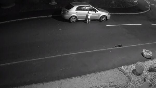 Собака пытается остановить машину хозяина, умоляя не бросать ее, — видео - Sputnik Кыргызстан