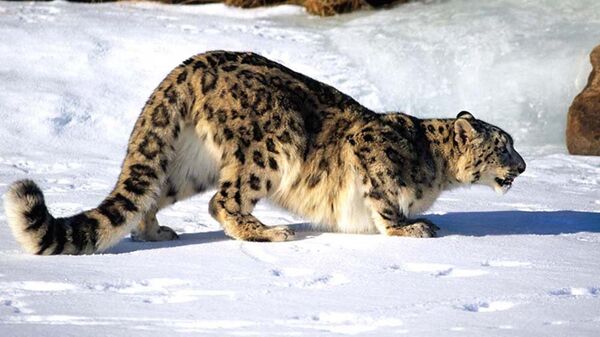 Айлана-чөйрөнү коргоо жана токой чарба мамлекеттик агенттиги Нарын коругуна жана Чоң-Кемин жаратылыш паркына коюлган фотокапканга түшкөн кадрларды жарыялады - Sputnik Кыргызстан