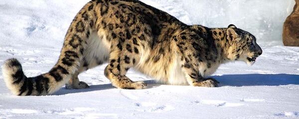 Айлана-чөйрөнү коргоо жана токой чарба мамлекеттик агенттиги Нарын коругуна жана Чоң-Кемин жаратылыш паркына коюлган фотокапканга түшкөн кадрларды жарыялады - Sputnik Кыргызстан