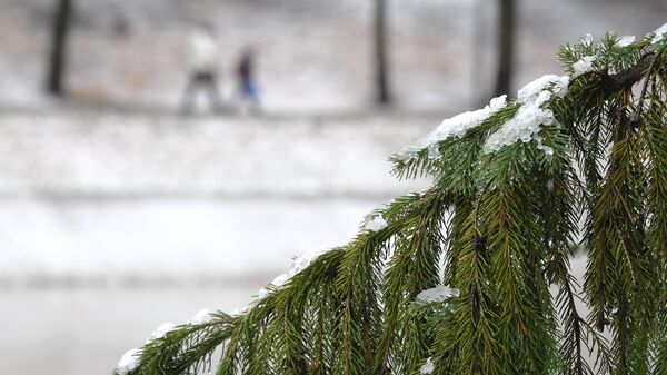 Выпавший снег на ветке ели. Архивное фото - Sputnik Кыргызстан
