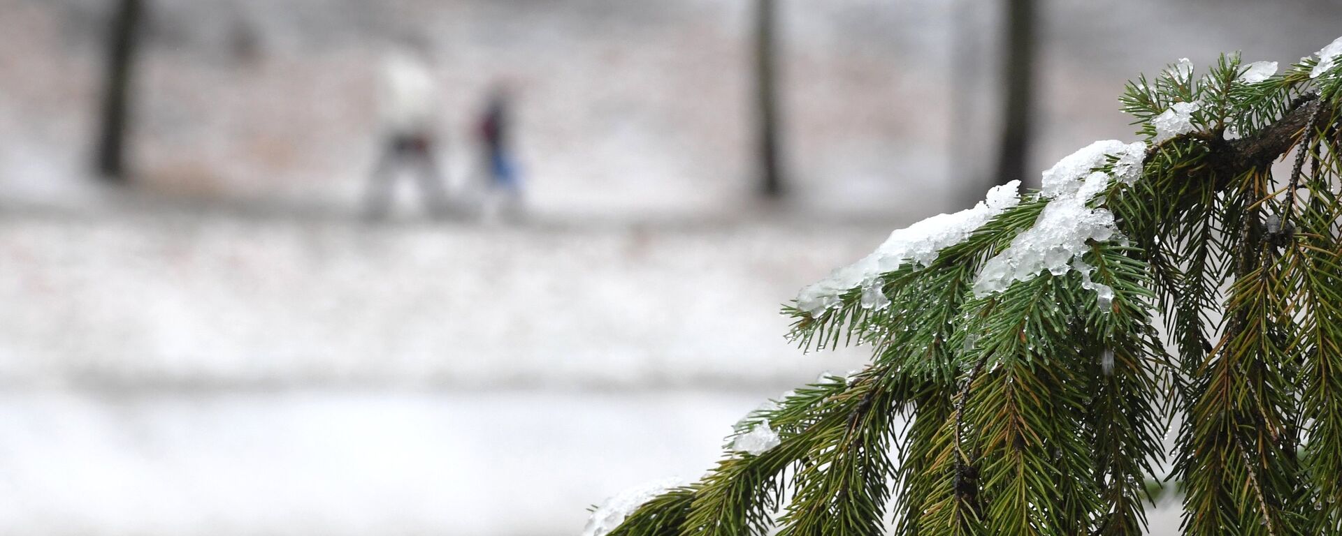 Карагайдын бутагында кар. Архив - Sputnik Кыргызстан, 1920, 22.09.2025