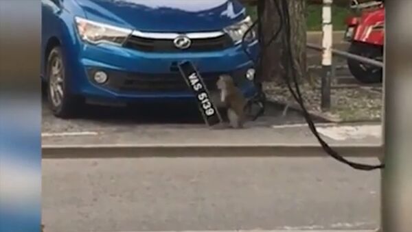 Наглая обезьяна украла номера с машины — забавное видео из Малайзии - Sputnik Кыргызстан