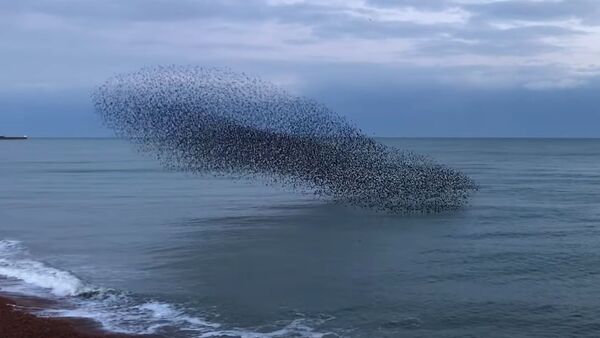 Тысячи птиц устроили удивительное шоу в небе над Англией — видео - Sputnik Кыргызстан