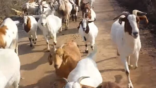 Стадо коз составило компанию американцу во время пробежки — забавное видео - Sputnik Кыргызстан