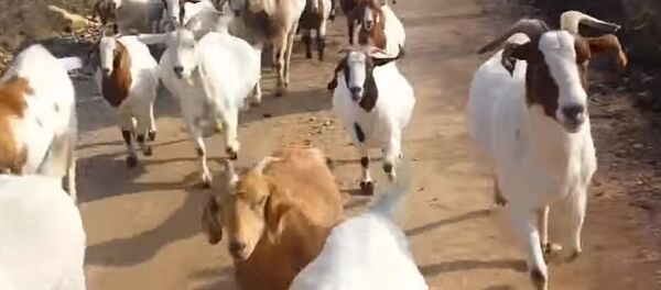 Стадо коз составило компанию американцу во время пробежки — забавное видео Стадо коз составило компанию американцу во время пробежки — забавное видео - Sputnik Кыргызстан