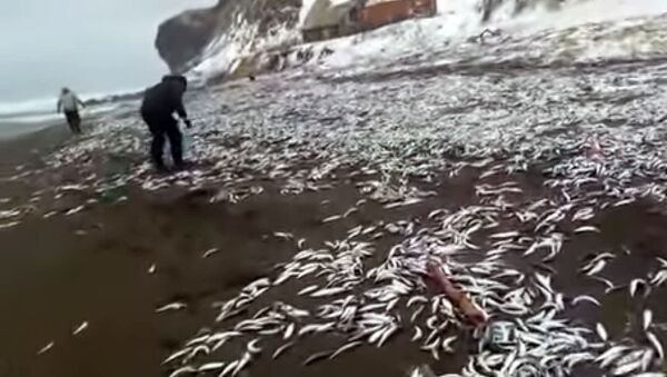Убал болду го! Жээкке чыгып калган балыктардан бут коерго жер жок калган видео - Sputnik Кыргызстан