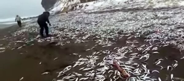 Убал болду го! Жээкке чыгып калган балыктардан бут коерго жер жок калган видео - Sputnik Кыргызстан