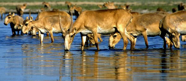 Бөкөндөр. Архив - Sputnik Кыргызстан