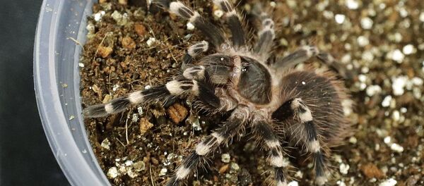 Паук. Ахривное фото - Sputnik Кыргызстан