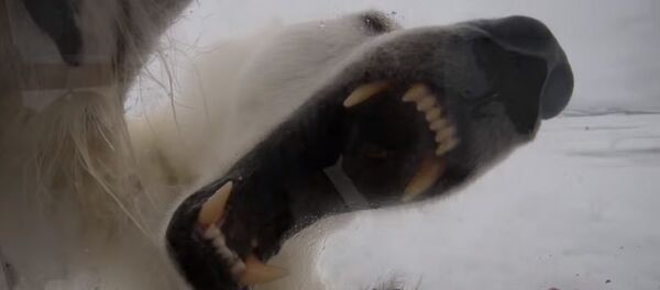 Белая медведица напала на храброго оператора, он держался 45 минут — видео Белая медведица напала на храброго оператора, он держался 45 минут — видео - Sputnik Кыргызстан