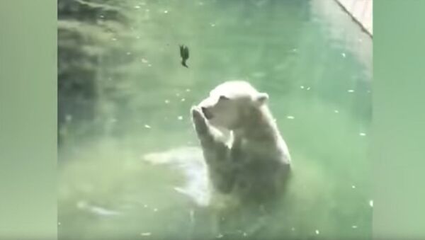 Медведь пытается оживить птицу, поданную ему на обед. Трогательное видео - Sputnik Кыргызстан