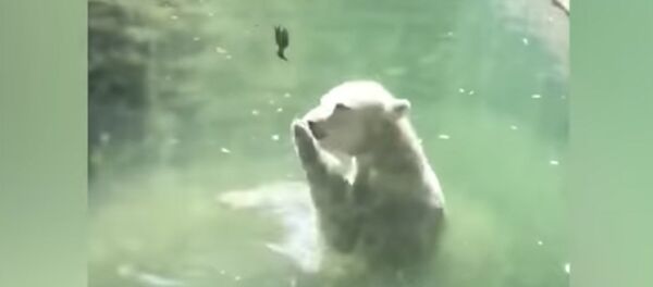 Медведь пытается оживить птицу, поданную ему на обед. Трогательное видео - Sputnik Кыргызстан