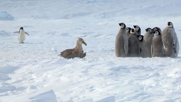 Маленький, но дерзкий, — пингвин спас сородичей другого вида от хищника. Видео - Sputnik Кыргызстан