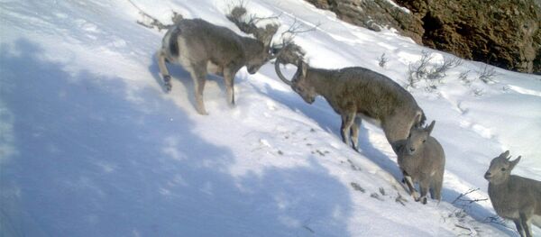 Природный парк Алатай в Токтогуле Природный парк Алатай в Токтогуле - Sputnik Кыргызстан