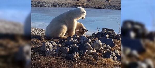 Белый медведь гладит ездовую собаку по голове — умилительное видео - Sputnik Кыргызстан