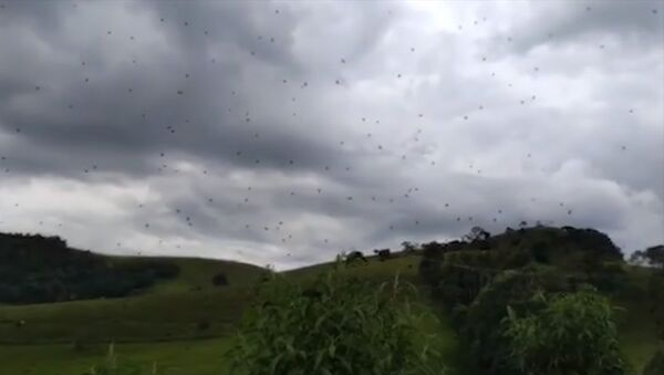 На бразильский город обрушился дождь из пауков — пугающее видео - Sputnik Кыргызстан
