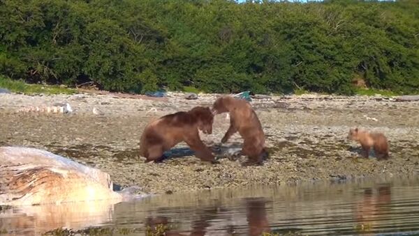 Медведь проучил сородича за то, что обидел медведицу с детенышем. Видео - Sputnik Кыргызстан