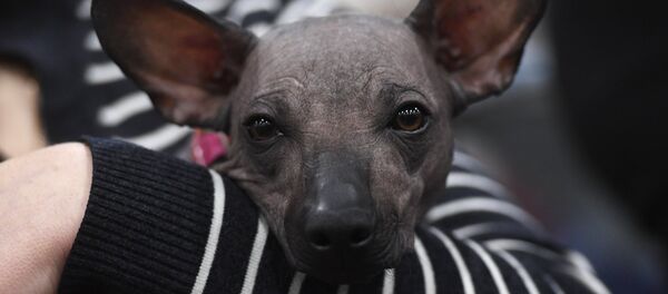 Ежегодное шоу чемпионов Золотой Ошейник - Sputnik Кыргызстан