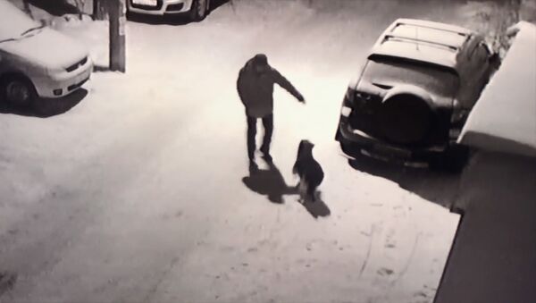 Мгновенная карма! Машина жестко наказала пнувшего собаку мужчину — видео - Sputnik Кыргызстан