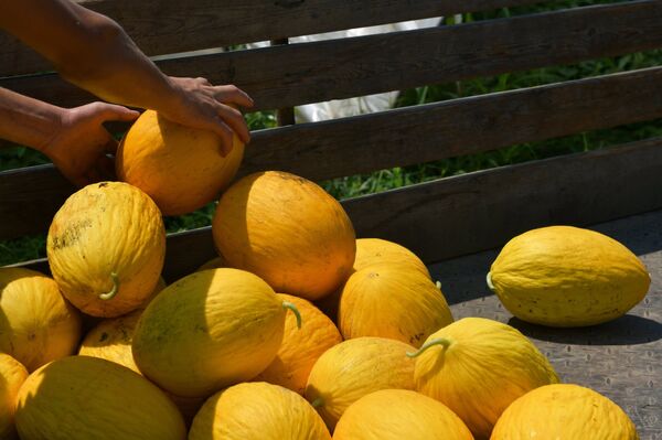 Когда не можем продать картофель… Соседи лидируют в сельском хозяйстве - Sputnik Кыргызстан