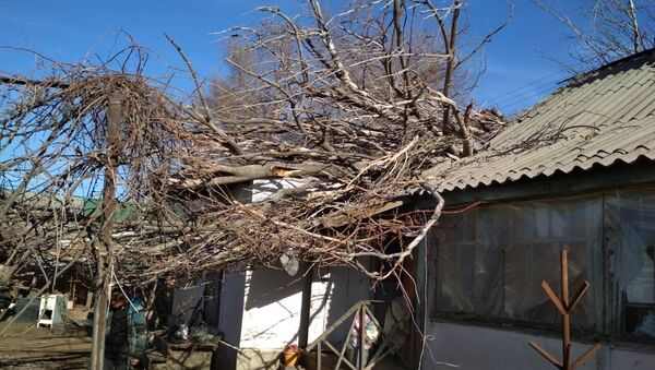 Дерево упавшее на крышу дома из-за сильного ветра дерево в Токмоке - Sputnik Кыргызстан
