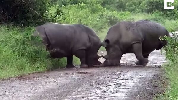 Ожесточенная схватка двух огромных носорогов попала на видео - Sputnik Кыргызстан