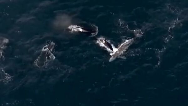 Горбатые киты бьются с косатками, спасая детеныша сородичей, — редкое видео - Sputnik Кыргызстан
