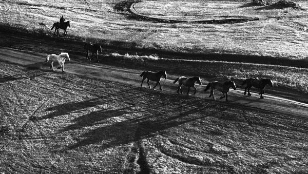 Перегон лошадей в Ставропольском крае - Sputnik Кыргызстан