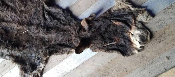 Незаконная перевозка 11 тонн ослиных шкур в Китай - Sputnik Кыргызстан